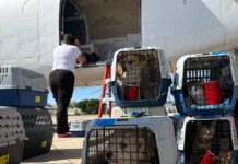 ACS helps fly 208 pets