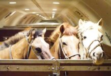 Chapman Freeborn moves 121 horses